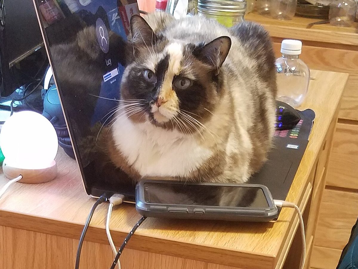 A fluffy calico cat lying on a laptop keyboard, staring smugly at the camera.